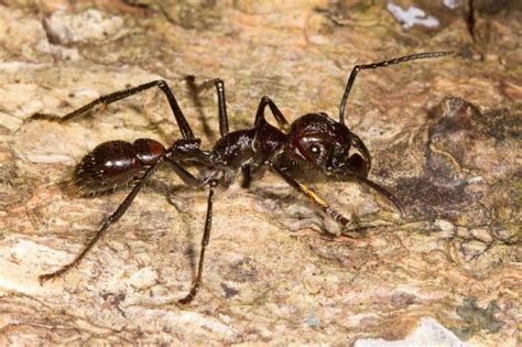 Bullet Ant Nature Closeups