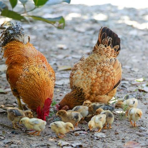 Breeding And Caring For Darag Native Chickens Agriculture Monthly