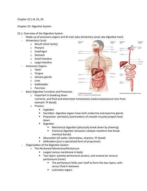 Exam 3 Readings Summary Human Anatomy And Physiology Chapter 22 8 23