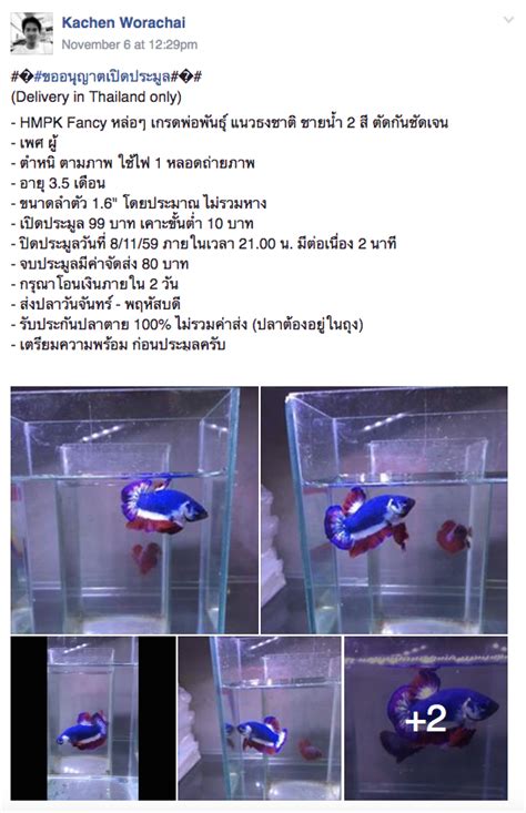 งดงาม! 'เจ้าไตรรงค์' ปลากัดลายธงชาติไทย ประมูลราคาแพงสุดในโลก (ชมคลิป)