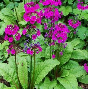 Check out our top 10 low maintenance perennials. Perennial Primula | Perennials, Primula, Garden and yard