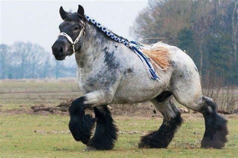 Rare Draft Horse Breeds