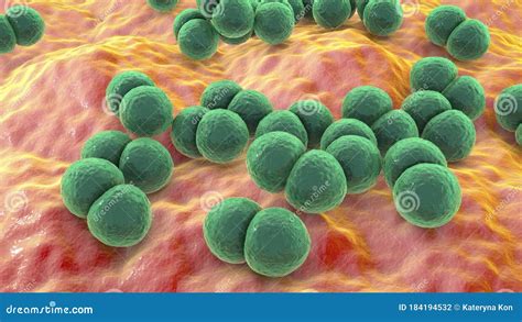 Streptococcus Pneumoniae Pneumococcus Pathogen Spherical Gram
