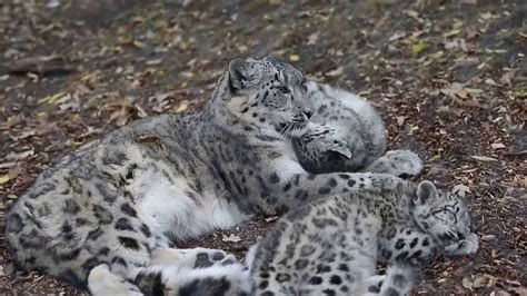 Snow Leopard Kittens And Mom Youtube