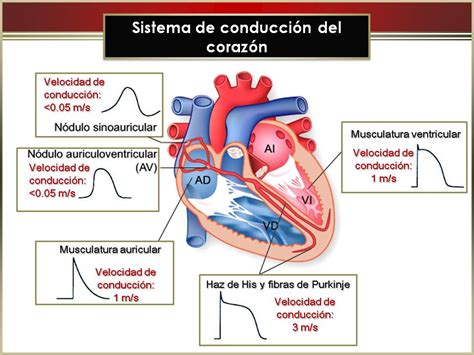 Fisiología Facultad De Medicina Sistema De Conducción Del Corazón