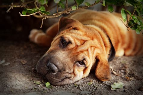 Chinese Shar Pei Puppies Care Training And More Pawzy