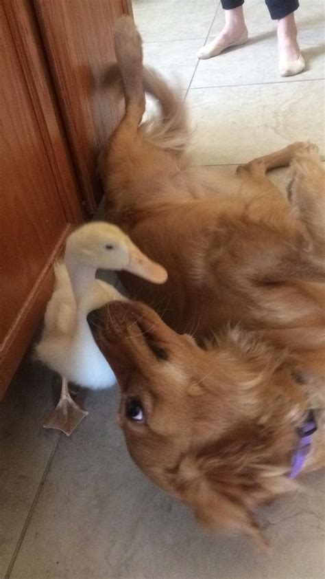 My Dog And Duck Are Best Friends Aww