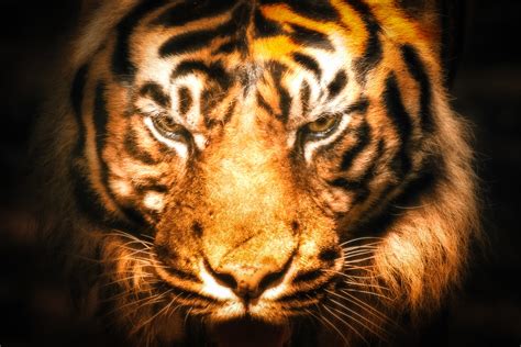 X Resolution Bengal Tiger Hd Wallpaper Wallpaper Flare