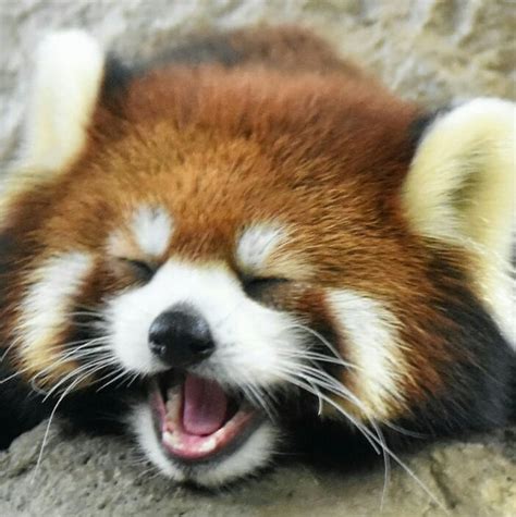 Please Follow Iloveredpandas Happy Cutie Redpanda Panda Cutebear