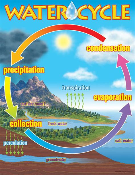 Water Cycle 5th Grade Science