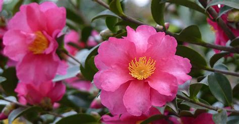Sasanqua varieties are among the earliest flowering camellias, with first blooms appearing in october Camellia sasanqua - Sasanqua Camellia | World of Flowering ...