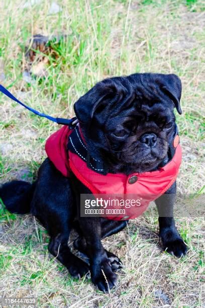 Pal Dog Actor Photos And Premium High Res Pictures Getty Images