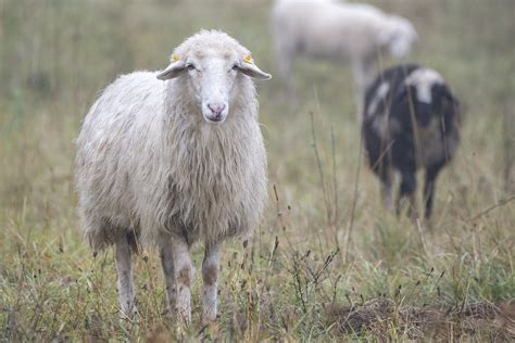 Ovce stare bovške pasmine završile sa sezonskim radom na ...