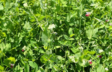 Flowers And Leaves Of The Snow Pea Stock Photo Image Of Branch Flat