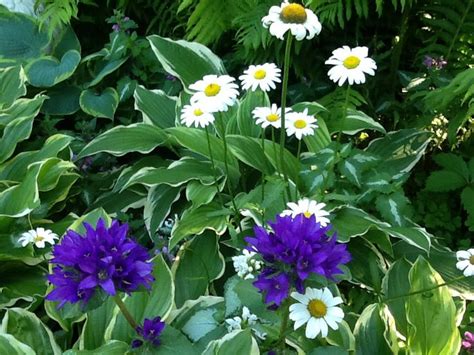 Purple Flowers Among The White Daisies 꽃