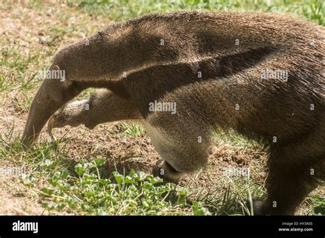 Giant Anteater Myrmecophaga Tridactyla Myrmecophagidae Stock Photo