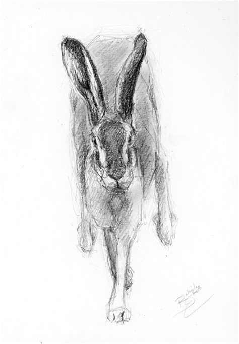 Original Artwork A4 Pencil Drawing Of A Hare By Animal Etsy