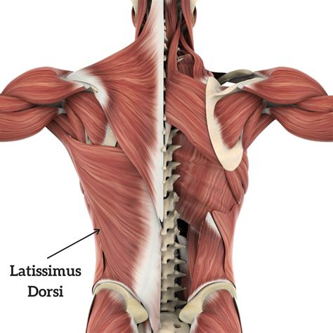 Muscle Breakdown Latissimus Dorsi