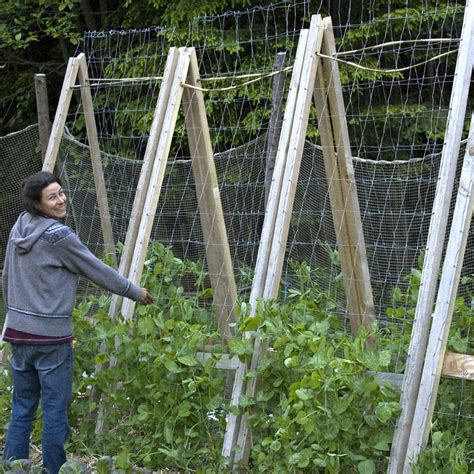 The Best Diy Pea Trellis Ever Sustain Yourself Society