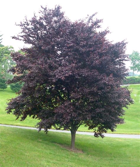 They grow so well here because they need little water and tolerate heat well (and we all know how hot. Krauter Vesuvius Purple Leaf Plum - Bower & Branch ...