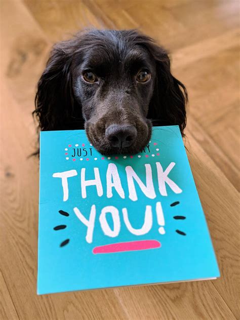 Download Dog With Thank You Card Wallpaper