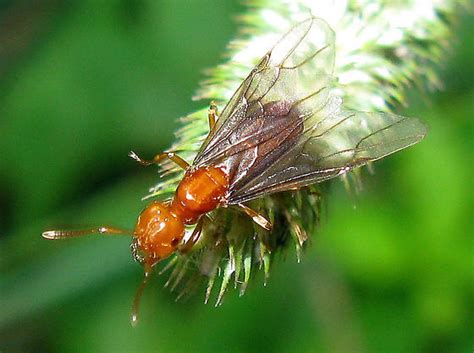 Red Flying Ant Lasius Bugguidenet