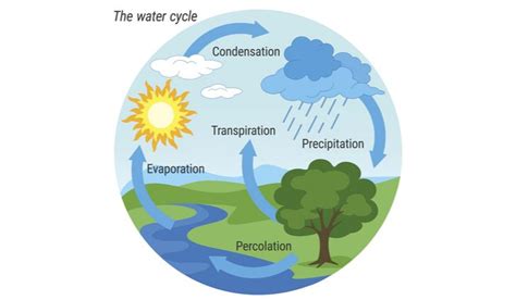 The Water Cycle Explored By Year 6 Allanson Street Primary School