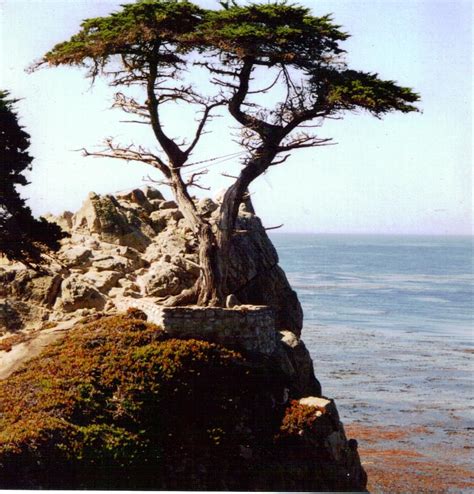 Pebble Beach California Famous Lone Cypress Tree Pebble Beach