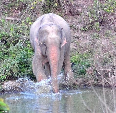White Wolf Rare Albino Elephant Spotted Among Herd In Thailand