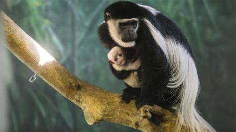 Oh Baby Colobus Monkey Born At Lincoln Park Zoo Abc7 Chicago