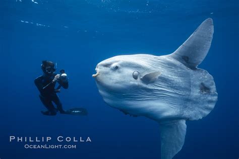 Ocean Sunfish Photo Stock Photograph Of An Ocean Sunfish Mola Mola