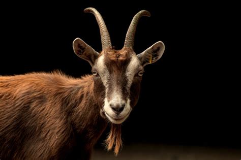 Hd Goat Wallpaper 19 Wallpapers Book Your 1 Source For Free