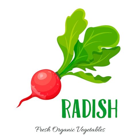 Premium Vector Radish Vegetable