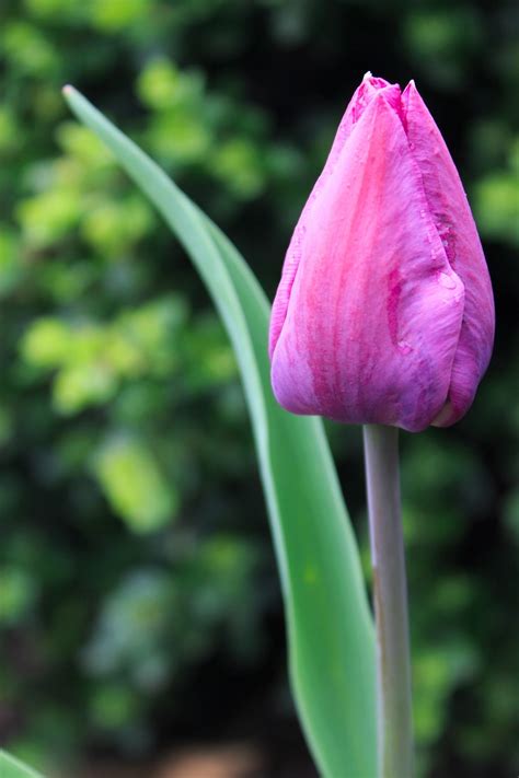 Flower Portrait Photo Taken 04162018 Portrait Photo Beautiful