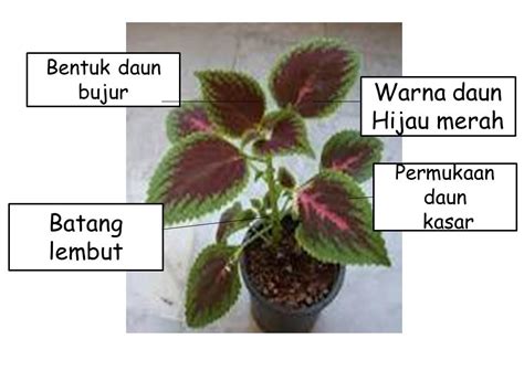 Perkongsian kali ini adalah melibatkan mata pelajaran sains rendah iaitu koleksi uji minda sains tahun 4 hingga tahun 6. Soalan Sains Tahun 4 Peraturan Bilik Sains - E Liga MX