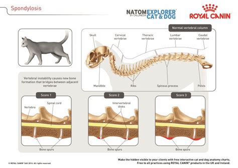 Hypervitaminosis A in cats | Vetlexicon Felis from Vetlexicon