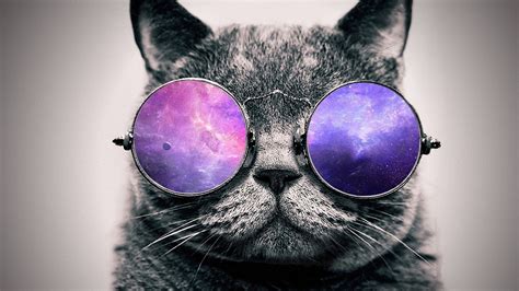 Gafas De Galaxia Gato Gato Con Gafas De Sol Fondo De Pantalla