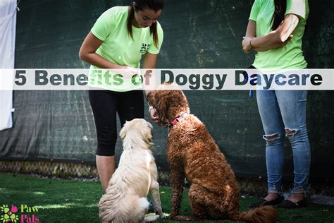 5 Benefits Of Dog Daycare — Paw Pals