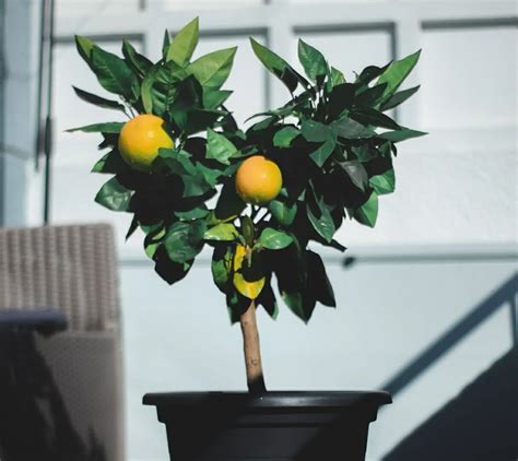 How To Grow Lemon Tree At Home Soil Pots Planting Prune