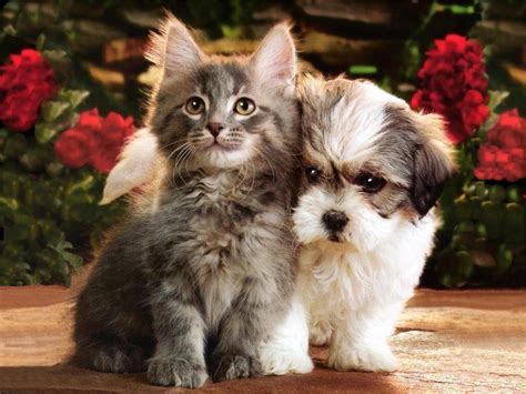 Kitten And Puppy Wallpaper Wallpapersafari