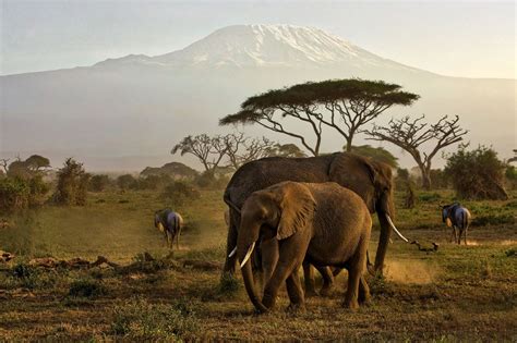 3 Days Amboseli National Park Safari For Adventurous Game Viewing Wildlife Tour Kenya Herd
