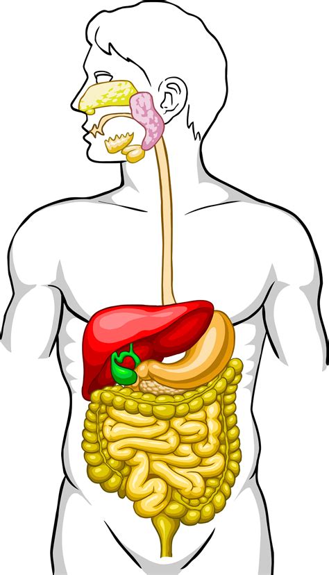 Human Digestive System Unlabeled Clip Art Library
