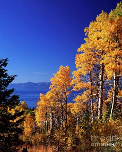 Aspens In The Fall Lake Tahoe By Vance Fox In 2021 Autumn Lake Tahoe