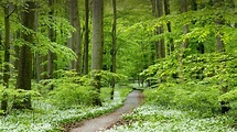 Path through forest with blooming wild garlic, Hainich National Park ...