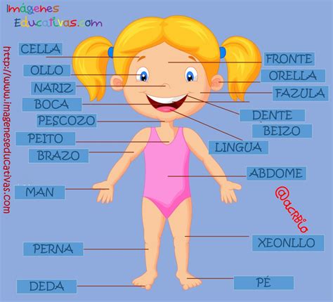 Super Poster Con Las Partes Del Cuerpo Tres Idiomas Castellano