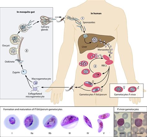 Asexual Life Cycle Of Plasmodium Falciparum • Microbe Online