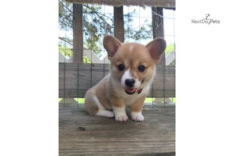 Once you have one of my puppies you'll understand why i am so passionate about what i do. Miss Pink: Corgi puppy for sale near Austin, Texas. | e44e05ad-bb21