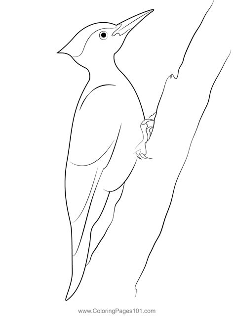 Male Pileated Woodpecker Coloring Page For Kids Free Woodpeckers