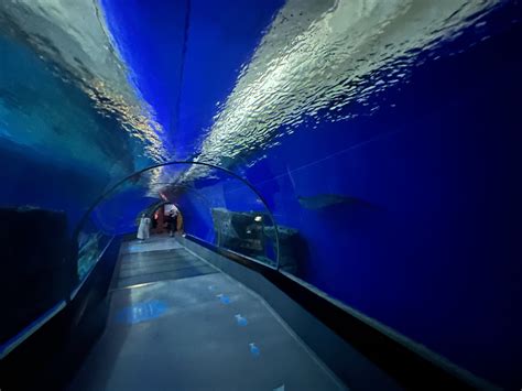 Shark Tunnel Zoochat