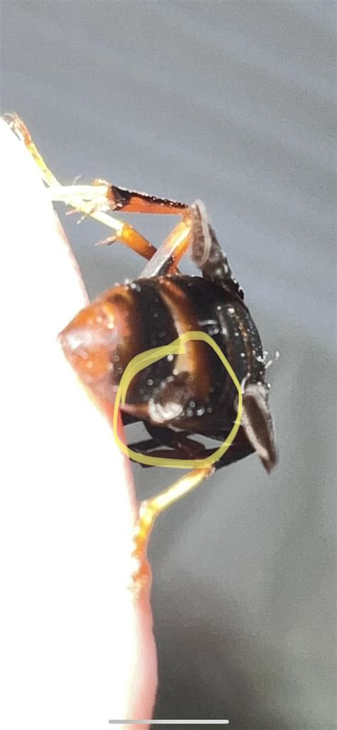Did This Wasp Have A Strepsiptera Parasite Her Segment Is Raised On